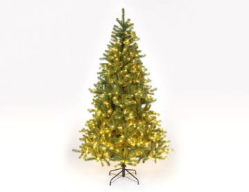 7 ft (210cm) Douglas Fir Tree