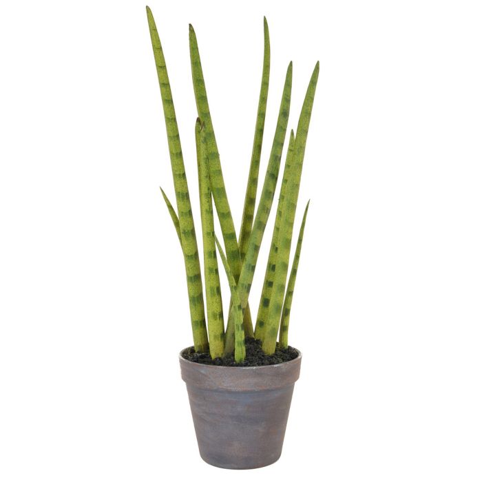 42.5cm Sansevieria with Brown Pot main product photo