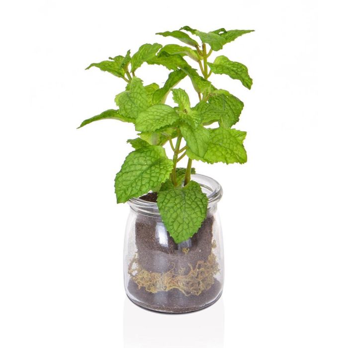 18cm Mint in Glass Vase main product photo