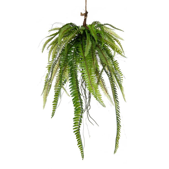 60cm Fern in Moss Ball main product photo
