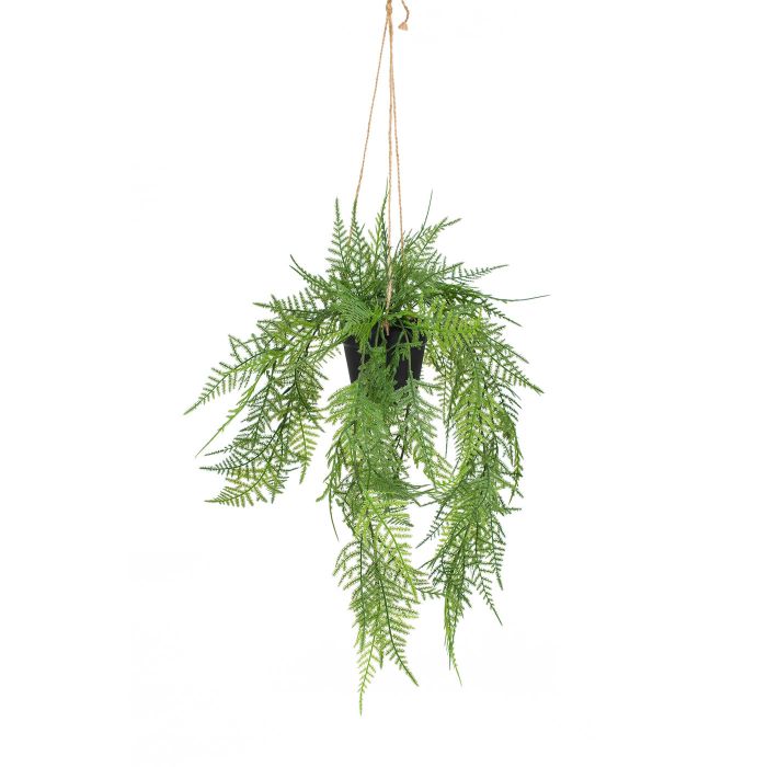 50cm Trailing Fern in Black Pot main product photo
