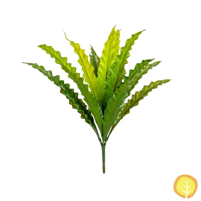 beautiful philodendron Philodendron Florida Beauty Variegated | Philo Florida Beauty in 4.5” Pot |  Rare Indoor Plants for Delivery | Houseplant for sale