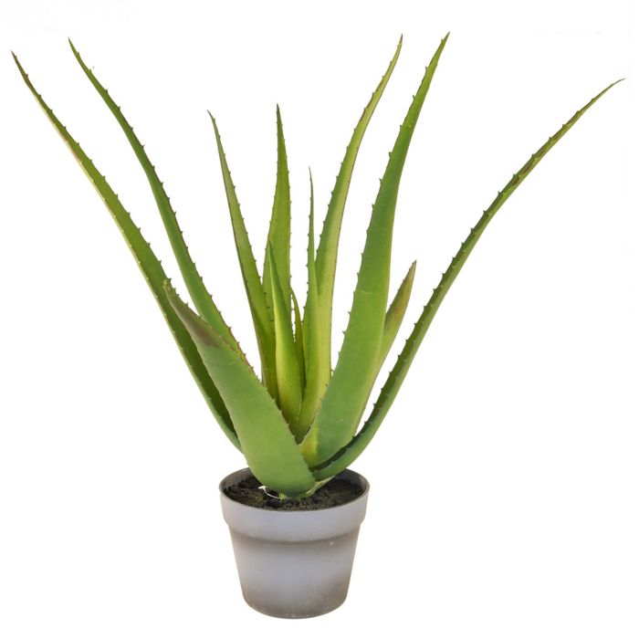 50cm Aloe in Pot main product photo