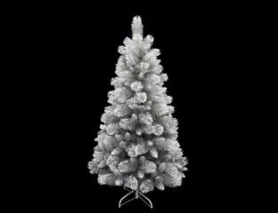 7Ft (210cm) Vancouver Pine
